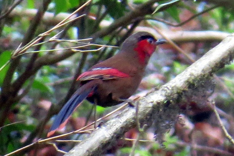 BIRD WATCHING IN NEPAL